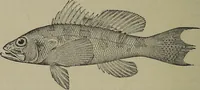 An illustration from American food and game fishes : A popular account of all the species found in America north of the equator / with keys for ready identification, life histories and methods of capture, by David Starr Jordan and Barton Warren Evermann, illustrated with colored plates and text drawings, and with photographs from life by A. Radclyffe Dugmore. (1902)
