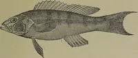 An illustration from American food and game fishes : A popular account of all the species found in America north of the equator / with keys for ready identification, life histories and methods of capture, by David Starr Jordan and Barton Warren Evermann, illustrated with colored plates and text drawings, and with photographs from life by A. Radclyffe Dugmore. (1902)