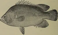 Picture 218 of 322 from American food and game fishes : A popular account of all the species found in America north of the equator / with keys for ready identification, life histories and methods of capture, by David Starr Jordan and Barton Warren Evermann, illustrated with colored plates and text drawings, and with photographs from life by A. Radclyffe Dugmore. (1902), leaf 544
