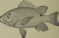 An illustration from American food and game fishes : A popular account of all the species found in America north of the equator / with keys for ready identification, life histories and methods of capture, by David Starr Jordan and Barton Warren Evermann, illustrated with colored plates and text drawings, and with photographs from life by A. Radclyffe Dugmore. (1902)