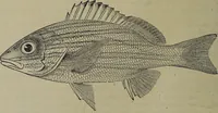Picture 220 of 322 from American food and game fishes : A popular account of all the species found in America north of the equator / with keys for ready identification, life histories and methods of capture, by David Starr Jordan and Barton Warren Evermann, illustrated with colored plates and text drawings, and with photographs from life by A. Radclyffe Dugmore. (1902), leaf 550