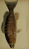 Picture 221 of 322 from American food and game fishes : A popular account of all the species found in America north of the equator / with keys for ready identification, life histories and methods of capture, by David Starr Jordan and Barton Warren Evermann, illustrated with colored plates and text drawings, and with photographs from life by A. Radclyffe Dugmore. (1902), leaf 551