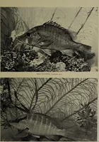 Picture 222 of 322 from American food and game fishes : A popular account of all the species found in America north of the equator / with keys for ready identification, life histories and methods of capture, by David Starr Jordan and Barton Warren Evermann, illustrated with colored plates and text drawings, and with photographs from life by A. Radclyffe Dugmore. (1902), leaf 555