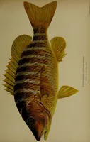 An illustration from American food and game fishes : A popular account of all the species found in America north of the equator / with keys for ready identification, life histories and methods of capture, by David Starr Jordan and Barton Warren Evermann, illustrated with colored plates and text drawings, and with photographs from life by A. Radclyffe Dugmore. (1902)