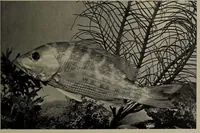 Picture 225 of 322 from American food and game fishes : A popular account of all the species found in America north of the equator / with keys for ready identification, life histories and methods of capture, by David Starr Jordan and Barton Warren Evermann, illustrated with colored plates and text drawings, and with photographs from life by A. Radclyffe Dugmore. (1902), leaf 563