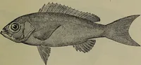 Picture 228 of 322 from American food and game fishes : A popular account of all the species found in America north of the equator / with keys for ready identification, life histories and methods of capture, by David Starr Jordan and Barton Warren Evermann, illustrated with colored plates and text drawings, and with photographs from life by A. Radclyffe Dugmore. (1902), leaf 573