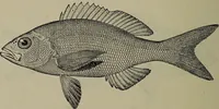 Picture 229 of 322 from American food and game fishes : A popular account of all the species found in America north of the equator / with keys for ready identification, life histories and methods of capture, by David Starr Jordan and Barton Warren Evermann, illustrated with colored plates and text drawings, and with photographs from life by A. Radclyffe Dugmore. (1902), leaf 574
