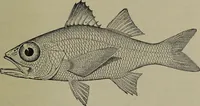 Picture 230 of 322 from American food and game fishes : A popular account of all the species found in America north of the equator / with keys for ready identification, life histories and methods of capture, by David Starr Jordan and Barton Warren Evermann, illustrated with colored plates and text drawings, and with photographs from life by A. Radclyffe Dugmore. (1902), leaf 575