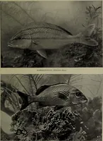 Picture 231 of 322 from American food and game fishes : A popular account of all the species found in America north of the equator / with keys for ready identification, life histories and methods of capture, by David Starr Jordan and Barton Warren Evermann, illustrated with colored plates and text drawings, and with photographs from life by A. Radclyffe Dugmore. (1902), leaf 579