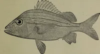 An illustration from American food and game fishes : A popular account of all the species found in America north of the equator / with keys for ready identification, life histories and methods of capture, by David Starr Jordan and Barton Warren Evermann, illustrated with colored plates and text drawings, and with photographs from life by A. Radclyffe Dugmore. (1902)