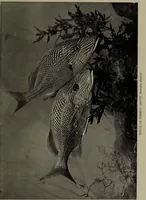Picture 234 of 322 from American food and game fishes : A popular account of all the species found in America north of the equator / with keys for ready identification, life histories and methods of capture, by David Starr Jordan and Barton Warren Evermann, illustrated with colored plates and text drawings, and with photographs from life by A. Radclyffe Dugmore. (1902), leaf 587