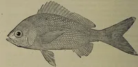 Picture 235 of 322 from American food and game fishes : A popular account of all the species found in America north of the equator / with keys for ready identification, life histories and methods of capture, by David Starr Jordan and Barton Warren Evermann, illustrated with colored plates and text drawings, and with photographs from life by A. Radclyffe Dugmore. (1902), leaf 592