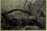 Picture 239 of 322 from American food and game fishes : A popular account of all the species found in America north of the equator / with keys for ready identification, life histories and methods of capture, by David Starr Jordan and Barton Warren Evermann, illustrated with colored plates and text drawings, and with photographs from life by A. Radclyffe Dugmore. (1902), leaf 597