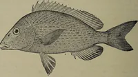 Picture 241 of 322 from American food and game fishes : A popular account of all the species found in America north of the equator / with keys for ready identification, life histories and methods of capture, by David Starr Jordan and Barton Warren Evermann, illustrated with colored plates and text drawings, and with photographs from life by A. Radclyffe Dugmore. (1902), leaf 600