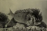 Picture 242 of 322 from American food and game fishes : A popular account of all the species found in America north of the equator / with keys for ready identification, life histories and methods of capture, by David Starr Jordan and Barton Warren Evermann, illustrated with colored plates and text drawings, and with photographs from life by A. Radclyffe Dugmore. (1902), leaf 601