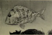 Picture 244 of 322 from American food and game fishes : A popular account of all the species found in America north of the equator / with keys for ready identification, life histories and methods of capture, by David Starr Jordan and Barton Warren Evermann, illustrated with colored plates and text drawings, and with photographs from life by A. Radclyffe Dugmore. (1902), leaf 605