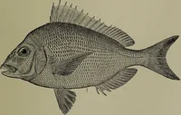 Picture 246 of 322 from American food and game fishes : A popular account of all the species found in America north of the equator / with keys for ready identification, life histories and methods of capture, by David Starr Jordan and Barton Warren Evermann, illustrated with colored plates and text drawings, and with photographs from life by A. Radclyffe Dugmore. (1902), leaf 607