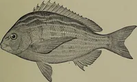 Picture 251 of 322 from American food and game fishes : A popular account of all the species found in America north of the equator / with keys for ready identification, life histories and methods of capture, by David Starr Jordan and Barton Warren Evermann, illustrated with colored plates and text drawings, and with photographs from life by A. Radclyffe Dugmore. (1902), leaf 615