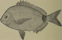 Picture 254 of 322 from American food and game fishes : A popular account of all the species found in America north of the equator / with keys for ready identification, life histories and methods of capture, by David Starr Jordan and Barton Warren Evermann, illustrated with colored plates and text drawings, and with photographs from life by A. Radclyffe Dugmore. (1902), leaf 620
