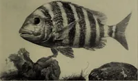 Picture 255 of 322 from American food and game fishes : A popular account of all the species found in America north of the equator / with keys for ready identification, life histories and methods of capture, by David Starr Jordan and Barton Warren Evermann, illustrated with colored plates and text drawings, and with photographs from life by A. Radclyffe Dugmore. (1902), leaf 621