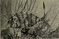 Picture 256 of 322 from American food and game fishes : A popular account of all the species found in America north of the equator / with keys for ready identification, life histories and methods of capture, by David Starr Jordan and Barton Warren Evermann, illustrated with colored plates and text drawings, and with photographs from life by A. Radclyffe Dugmore. (1902), leaf 621