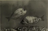 An illustration from American food and game fishes : A popular account of all the species found in America north of the equator / with keys for ready identification, life histories and methods of capture, by David Starr Jordan and Barton Warren Evermann, illustrated with colored plates and text drawings, and with photographs from life by A. Radclyffe Dugmore. (1902)