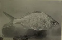 An illustration from American food and game fishes : A popular account of all the species found in America north of the equator / with keys for ready identification, life histories and methods of capture, by David Starr Jordan and Barton Warren Evermann, illustrated with colored plates and text drawings, and with photographs from life by A. Radclyffe Dugmore. (1902)