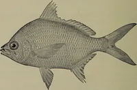 Picture 259 of 322 from American food and game fishes : A popular account of all the species found in America north of the equator / with keys for ready identification, life histories and methods of capture, by David Starr Jordan and Barton Warren Evermann, illustrated with colored plates and text drawings, and with photographs from life by A. Radclyffe Dugmore. (1902), leaf 628