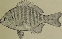 Picture 260 of 322 from American food and game fishes : A popular account of all the species found in America north of the equator / with keys for ready identification, life histories and methods of capture, by David Starr Jordan and Barton Warren Evermann, illustrated with colored plates and text drawings, and with photographs from life by A. Radclyffe Dugmore. (1902), leaf 631
