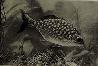 Picture 261 of 322 from American food and game fishes : A popular account of all the species found in America north of the equator / with keys for ready identification, life histories and methods of capture, by David Starr Jordan and Barton Warren Evermann, illustrated with colored plates and text drawings, and with photographs from life by A. Radclyffe Dugmore. (1902), leaf 633