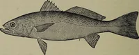 Picture 263 of 322 from American food and game fishes : A popular account of all the species found in America north of the equator / with keys for ready identification, life histories and methods of capture, by David Starr Jordan and Barton Warren Evermann, illustrated with colored plates and text drawings, and with photographs from life by A. Radclyffe Dugmore. (1902), leaf 638