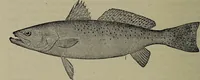 Picture 264 of 322 from American food and game fishes : A popular account of all the species found in America north of the equator / with keys for ready identification, life histories and methods of capture, by David Starr Jordan and Barton Warren Evermann, illustrated with colored plates and text drawings, and with photographs from life by A. Radclyffe Dugmore. (1902), leaf 640