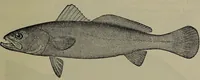 Picture 265 of 322 from American food and game fishes : A popular account of all the species found in America north of the equator / with keys for ready identification, life histories and methods of capture, by David Starr Jordan and Barton Warren Evermann, illustrated with colored plates and text drawings, and with photographs from life by A. Radclyffe Dugmore. (1902), leaf 641