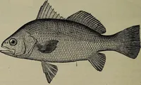 Picture 266 of 322 from American food and game fishes : A popular account of all the species found in America north of the equator / with keys for ready identification, life histories and methods of capture, by David Starr Jordan and Barton Warren Evermann, illustrated with colored plates and text drawings, and with photographs from life by A. Radclyffe Dugmore. (1902), leaf 642