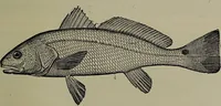 An illustration from American food and game fishes : A popular account of all the species found in America north of the equator / with keys for ready identification, life histories and methods of capture, by David Starr Jordan and Barton Warren Evermann, illustrated with colored plates and text drawings, and with photographs from life by A. Radclyffe Dugmore. (1902)