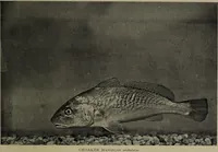 Picture 268 of 322 from American food and game fishes : A popular account of all the species found in America north of the equator / with keys for ready identification, life histories and methods of capture, by David Starr Jordan and Barton Warren Evermann, illustrated with colored plates and text drawings, and with photographs from life by A. Radclyffe Dugmore. (1902), leaf 645