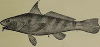 An illustration from American food and game fishes : A popular account of all the species found in America north of the equator / with keys for ready identification, life histories and methods of capture, by David Starr Jordan and Barton Warren Evermann, illustrated with colored plates and text drawings, and with photographs from life by A. Radclyffe Dugmore. (1902)