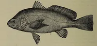An illustration from American food and game fishes : A popular account of all the species found in America north of the equator / with keys for ready identification, life histories and methods of capture, by David Starr Jordan and Barton Warren Evermann, illustrated with colored plates and text drawings, and with photographs from life by A. Radclyffe Dugmore. (1902)