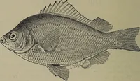An illustration from American food and game fishes : A popular account of all the species found in America north of the equator / with keys for ready identification, life histories and methods of capture, by David Starr Jordan and Barton Warren Evermann, illustrated with colored plates and text drawings, and with photographs from life by A. Radclyffe Dugmore. (1902)