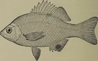 An illustration from American food and game fishes : A popular account of all the species found in America north of the equator / with keys for ready identification, life histories and methods of capture, by David Starr Jordan and Barton Warren Evermann, illustrated with colored plates and text drawings, and with photographs from life by A. Radclyffe Dugmore. (1902)