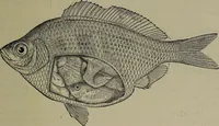 An illustration from American food and game fishes : A popular account of all the species found in America north of the equator / with keys for ready identification, life histories and methods of capture, by David Starr Jordan and Barton Warren Evermann, illustrated with colored plates and text drawings, and with photographs from life by A. Radclyffe Dugmore. (1902)