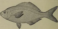 An illustration from American food and game fishes : A popular account of all the species found in America north of the equator / with keys for ready identification, life histories and methods of capture, by David Starr Jordan and Barton Warren Evermann, illustrated with colored plates and text drawings, and with photographs from life by A. Radclyffe Dugmore. (1902)