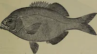 Picture 277 of 322 from American food and game fishes : A popular account of all the species found in America north of the equator / with keys for ready identification, life histories and methods of capture, by David Starr Jordan and Barton Warren Evermann, illustrated with colored plates and text drawings, and with photographs from life by A. Radclyffe Dugmore. (1902), leaf 657