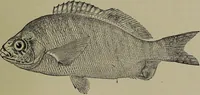Picture 278 of 322 from American food and game fishes : A popular account of all the species found in America north of the equator / with keys for ready identification, life histories and methods of capture, by David Starr Jordan and Barton Warren Evermann, illustrated with colored plates and text drawings, and with photographs from life by A. Radclyffe Dugmore. (1902), leaf 657