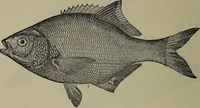 Picture 279 of 322 from American food and game fishes : A popular account of all the species found in America north of the equator / with keys for ready identification, life histories and methods of capture, by David Starr Jordan and Barton Warren Evermann, illustrated with colored plates and text drawings, and with photographs from life by A. Radclyffe Dugmore. (1902), leaf 658