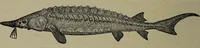 An illustration from American food and game fishes : A popular account of all the species found in America north of the equator / with keys for ready identification, life histories and methods of capture, by David Starr Jordan and Barton Warren Evermann, illustrated with colored plates and text drawings, and with photographs from life by A. Radclyffe Dugmore. (1902)