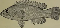 Picture 280 of 322 from American food and game fishes : A popular account of all the species found in America north of the equator / with keys for ready identification, life histories and methods of capture, by David Starr Jordan and Barton Warren Evermann, illustrated with colored plates and text drawings, and with photographs from life by A. Radclyffe Dugmore. (1902), leaf 661