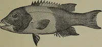 Picture 281 of 322 from American food and game fishes : A popular account of all the species found in America north of the equator / with keys for ready identification, life histories and methods of capture, by David Starr Jordan and Barton Warren Evermann, illustrated with colored plates and text drawings, and with photographs from life by A. Radclyffe Dugmore. (1902), leaf 663