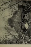 An illustration from American food and game fishes : A popular account of all the species found in America north of the equator / with keys for ready identification, life histories and methods of capture, by David Starr Jordan and Barton Warren Evermann, illustrated with colored plates and text drawings, and with photographs from life by A. Radclyffe Dugmore. (1902)