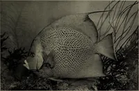 Picture 285 of 322 from American food and game fishes : A popular account of all the species found in America north of the equator / with keys for ready identification, life histories and methods of capture, by David Starr Jordan and Barton Warren Evermann, illustrated with colored plates and text drawings, and with photographs from life by A. Radclyffe Dugmore. (1902), leaf 673
